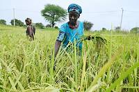 L'Afrique bataille pour briser sa d&eacute;pendance au riz indien sous restrictions