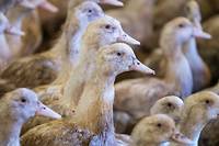 Grippe aviaire: la France veut vacciner &agrave; l'automne 2023, d&eacute;j&agrave; 2 millions de volailles abattues en d&eacute;cembre