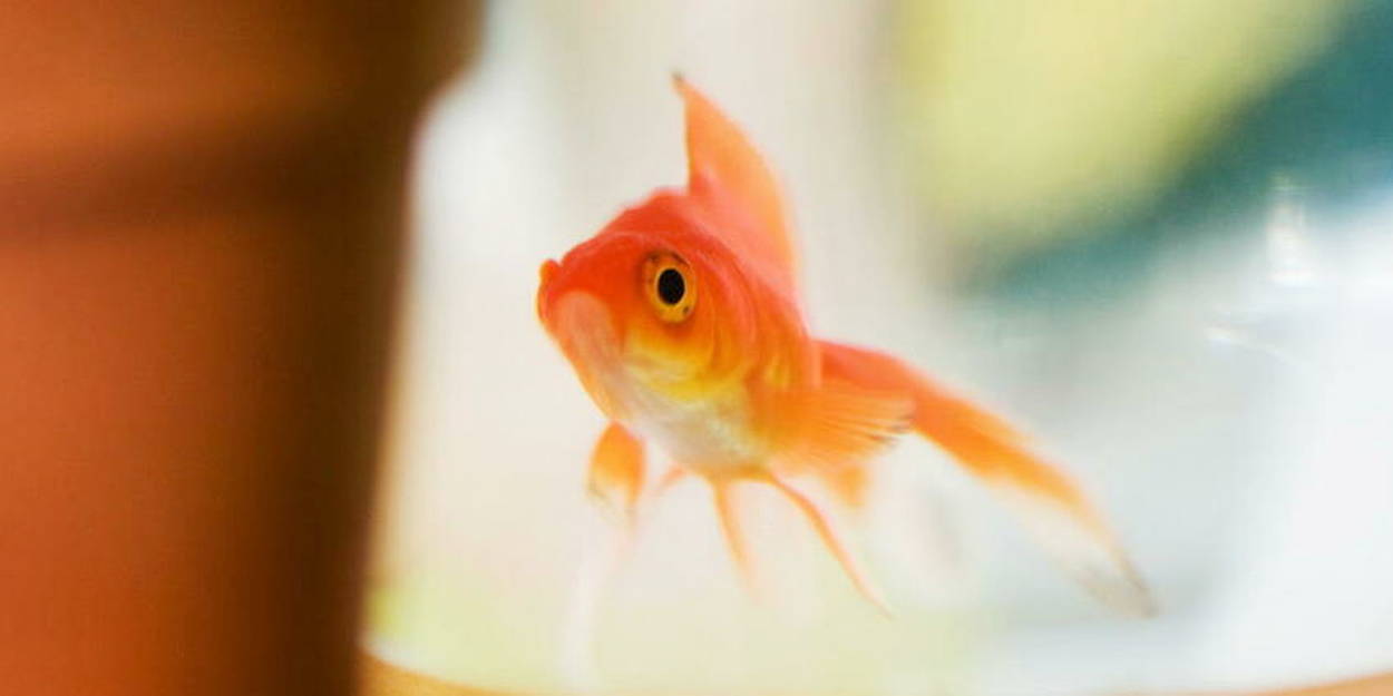L'aquarium pour poisson rouge – Association Française du Poisson Rouge