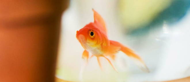 Le poisson rouge est defini comme un animal de compagnie, selon l'article L214-6 du Code rural.
