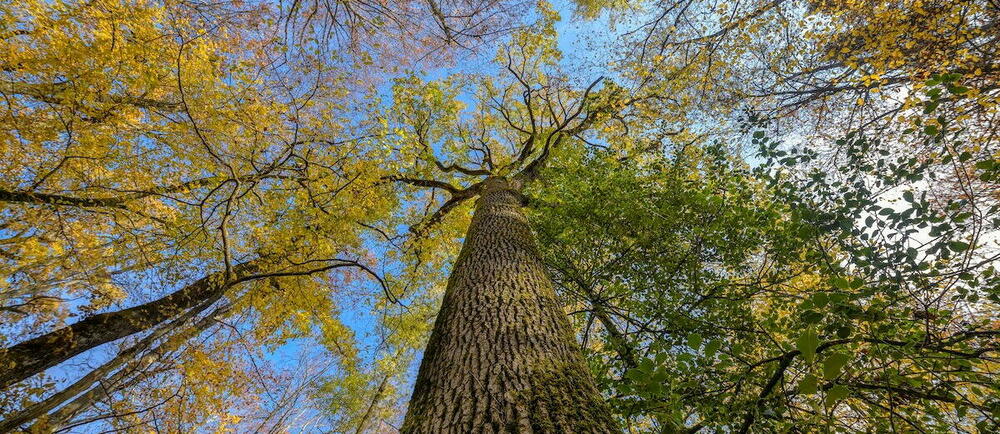 Eco-Sapiens - Protège arbre souple