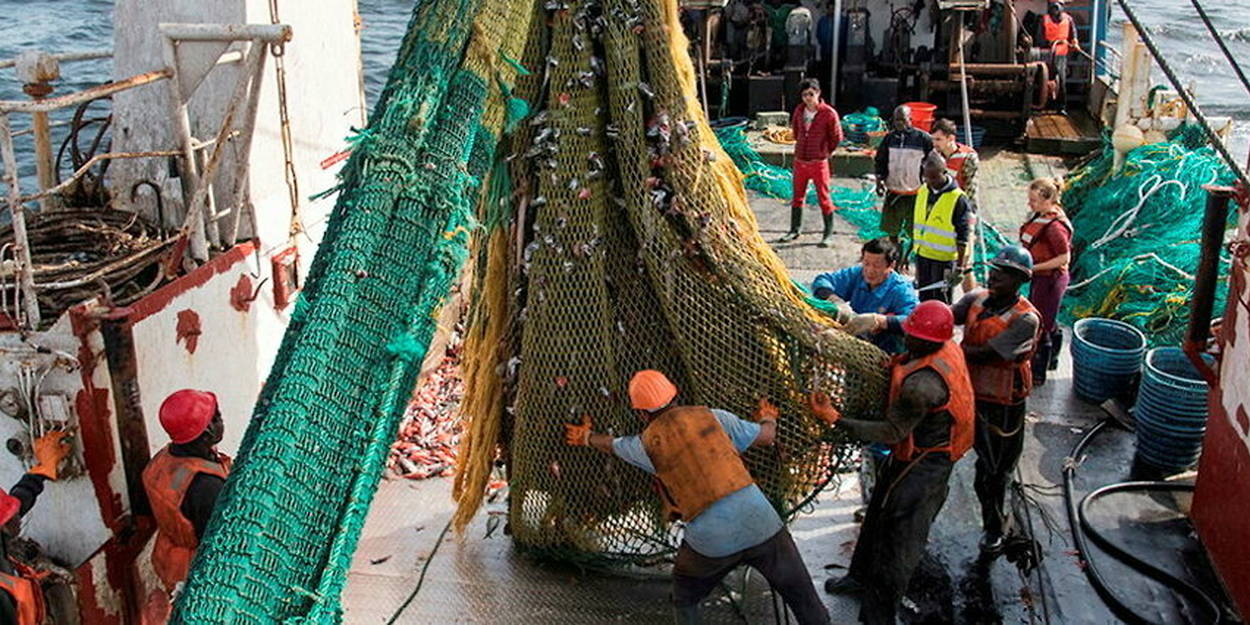 Le désastre des filets de pêche perdus en mer