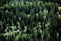 Forêt d'épicéas, dans le massif du Beaufortain. En pleine, l'épicéa devrait être de plus en plus rare.  
