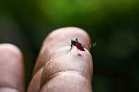 Inqui&eacute;tudes apr&egrave;s la d&eacute;couverte de moustiques super-r&eacute;sistants aux insecticides