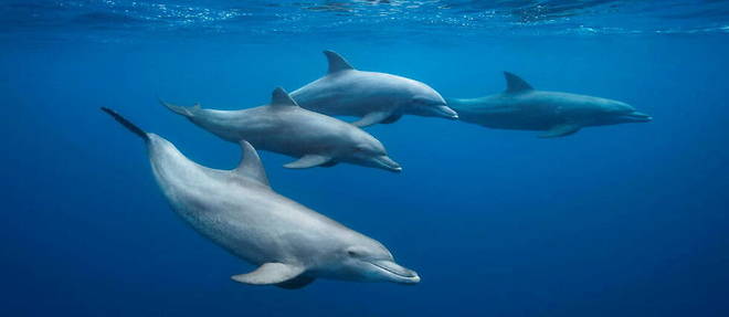 Les interactions entre les dauphins seraient negativement affectees par les bruits ambiants resultant de la pollution sonore d'origine anthropique. 
