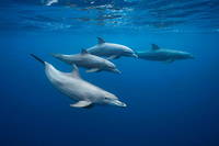 Les interactions entre les dauphins seraient negativement affectees par les bruits ambiants resultant de la pollution sonore d'origine anthropique.
