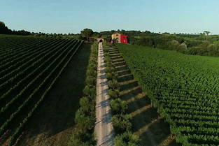 Le domaine Terre Margaritelli, en Ombrie, porte une attention particulière aux contenants d'élevage du vin

