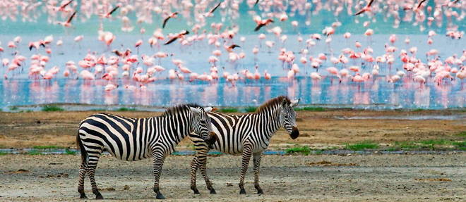 Des zebres en Tanzanie. << Un million d'especes animales et vegetales sont menacees d'extinction >>, selon le professeur Andy Purvis.
