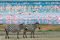 Des zebres en Tanzanie. << Un million d'especes animales et vegetales sont menacees d'extinction >>, selon le professeur Andy Purvis.
