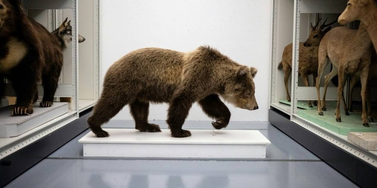 Des ours tu s dans les montagnes des Pyr n es entrent au mus um