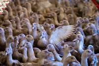 Grippe aviaire: la flamb&eacute;e &eacute;pid&eacute;mique continue, 4,6 millions de volailles abattues depuis ao&ucirc;t