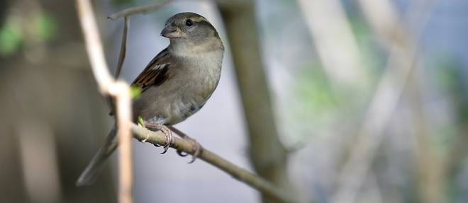 Oiseaux des jardins: un declin "alarmant" qui se confirme en France
