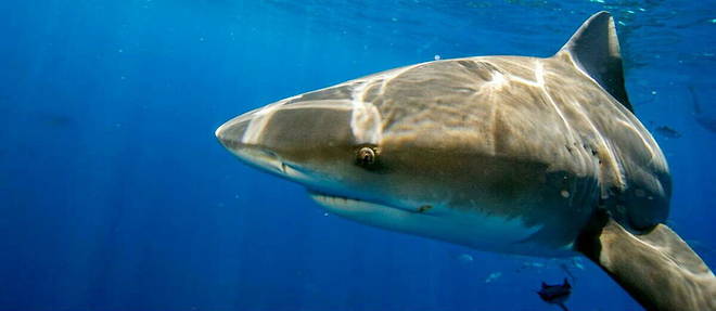 Trois attaques de requin, non provoquees par l'homme, ont ete mortelles en Australie en 2021.
