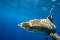 Trois attaques de requin, non provoquées par l'homme, ont été mortelles en Australie en 2021.
