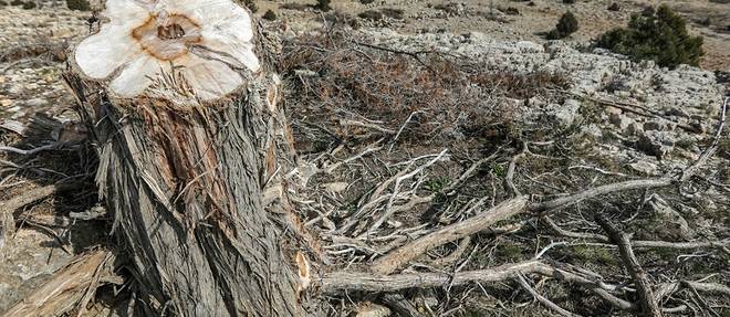 Au Liban, des arbres millenaires menaces par l'abattage illegal