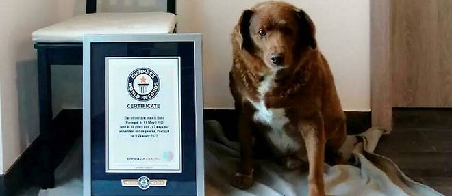 Bobi au cote du certificat du Guinness World Records.
