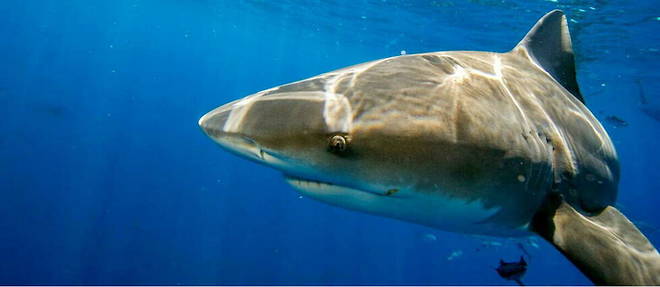 L'adolescente a ete attaquee mortellement dans une riviere (illustration). 