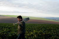 Un champ de betteraves a sucre, en France, en novembre 2020.
