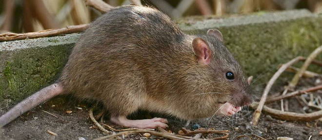 Un rat surmulot (Rattus norvegicus).
