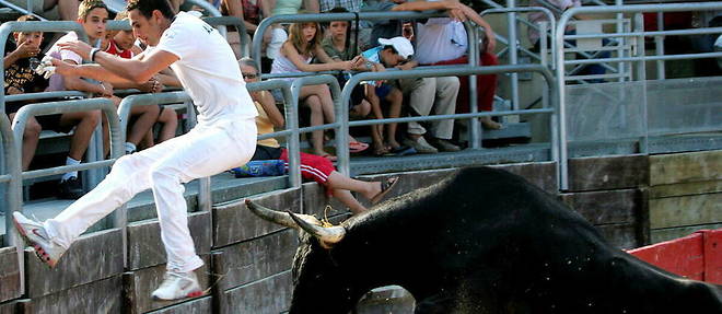 A Camargue race in Vendargues (Herault) in which the bull is not put to death.
