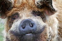De type « nain », les cochons de race kunekune sont réputés pour leur poids plume : moins de 50 kilogrammes. 
