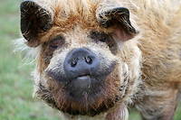 De type « nain », les cochons de race kunekune sont réputés pour leur poids plume : moins de 50 kilogrammes. 
