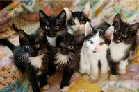 Une portée de chatons noir et blanc. (Image d'illustration)
