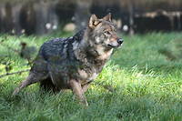 Pour la premiere fois depuis le retour du loup dans les Alpes, un specimen s'est montre agressif et menacant a l'egard d'un homme.
