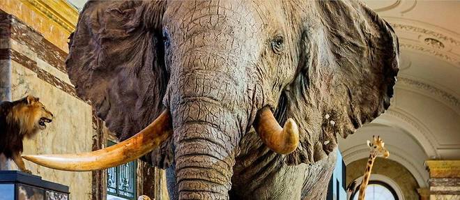   L'elephant King Kasai, abattu en 1956 au Kasai (ex-Congo belge), sur commande de l'AfricaMuseum de Tervuren.   (C)Philippe Clement