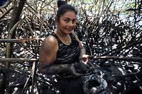 Au Nicaragua, des ramasseuses de coquillages, protectrices de la mangrove