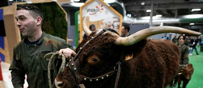 The agricultural show is back in the south of Paris from this Saturday.
