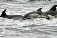 Un banc de dauphins observé à proximité de Lorient, en Bretagne. (Image d'illustration)
