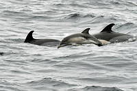 Un banc de dauphins observé à proximité de Lorient, en Bretagne. (Image d'illustration)
