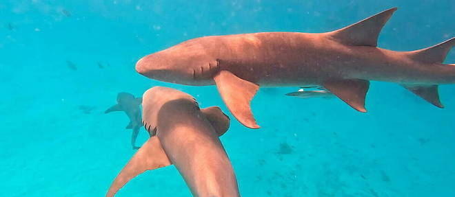 Des requins pres de l'ile de Fulidhoo, avec lesquels les touristes nagent.
 
