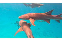 Aux Maldives, les requins mis au d&eacute;fi de s&rsquo;adapter pour survivre