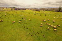 Les campagnols terrestres pullulent dans les prairies du Cantal qu'ils transforment en champs de terre.
