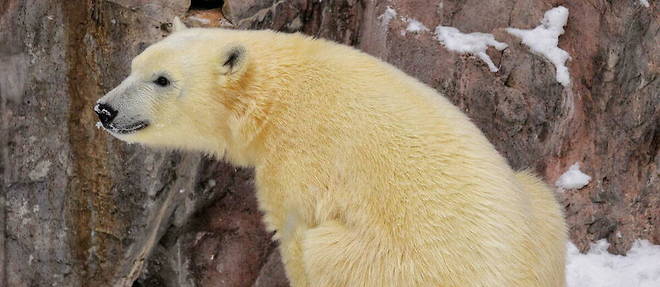 Le directeur du zoo, Mads Frost Bertelsen, a annonce un renforcement de la securite de l'enclos des ours blancs. (Photo illustration)
