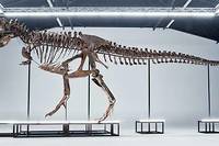 Le squelette complet de pres de 3,9 metres de hauteur et 11,6 metres de long est estime entre 6,11 et 8,15 millions d&#039;euros.
