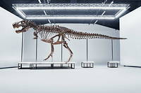 Le squelette complet de près de 3,9 mètres de hauteur et 11,6 mètres de long est estimé entre 6,11 et 8,15 millions d'euros.
