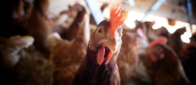 A red-haired pullet from a farm in Argeliers, in Aude. 
