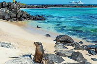 Galapagos, voyage au centre de la mer – Española, le triomphe de la sauvagerie