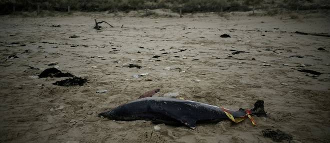 Plus de 900 dauphins echoues sur la cote atlantique cet hiver