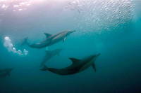 La presence des dauphins au large du golfe de Gascogne est menacee par la peche.
