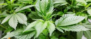 L'Allemagne espere devenir le premier pays europeen a legaliser la vente, la production et la consommation de cannabis.
