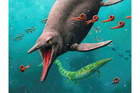 Reconstitution du premier ichtyosaure connu, vieux de 250 millions d'années, découvert au Spitzberg.
