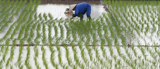 Au Vietnam, des pistes pour reduire l'impact du riz sur le rechauffement climatique