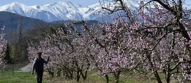 Angoisse d'un printemps a sec pour les agriculteurs des Pyrenees-Orientales