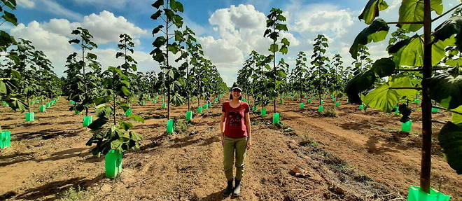 Planter des arbres : ecologique et economique avec Treesition