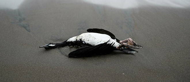 Sur cette photo prise le 1er decembre 2022 a Lima au Perou, un cormoran mort potentiellement a cause du virus H5N1. 