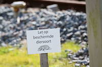 Depuis le 13 mars 2023, aucun train ne circule entre Leeuwarden et Stavoren, aux Pays-Bas, en raison de la présence de blaireaux qui endommagent le ballast.
